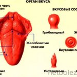 Анатомия органа вкуса