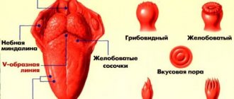Анатомия органа вкуса