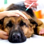 Бабезиоз у собак или пироплазмоз – тяжёлое заболевание, вызываемое укусом иксодового клеща