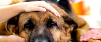 Бабезиоз у собак или пироплазмоз – тяжёлое заболевание, вызываемое укусом иксодового клеща