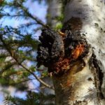 Birch Chaga mushroom