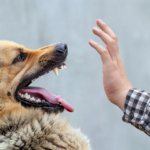 Photo: street animal bite