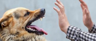 Photo: street animal bite