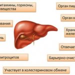 liver functions