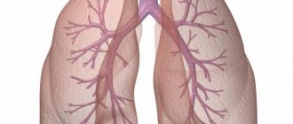 histology of the respiratory system structure