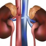 hormone vasopressin functions