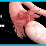 graphic drawing of the fallopian tube with fimbriae and ovary