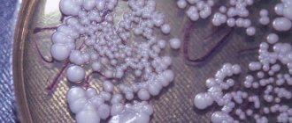 candida fungus