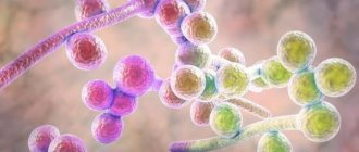 Candida mushrooms
