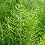 Horsetail (northern): medicinal properties and use in folk medicine, chemical composition, instructions, benefits and harm to health
