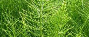 Horsetail (northern): medicinal properties and use in folk medicine, chemical composition, instructions, benefits and harm to health