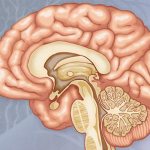 Stroke. Treatment with folk remedies 