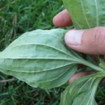 Use of plantain for medicinal purposes as part of traditional medicine