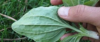 Использование подорожника в лечебных целях в рамках народной медицины