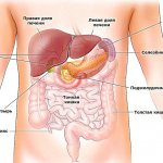 Image of abdominal organs: liver, stomach, spleen, pancreas, large and small intestines, gallbladder, appendix
