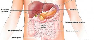 Image of abdominal organs: liver, stomach, spleen, pancreas, large and small intestines, gallbladder, appendix