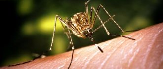 как образуется лихорадка западного нила