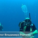 How to provide first aid for a jellyfish sting