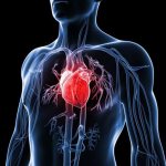 how to strengthen your heart, advice from a cardiologist