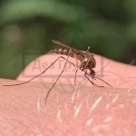 What does a mosquito look like?