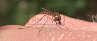 What does a mosquito look like?