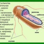 Escherichia coli: symptoms and treatment in children and adults