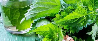 nettle