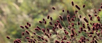 Burnet