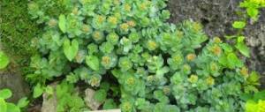 Rhodiola bush