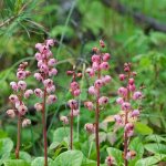 Лекарственные свойства и применение в народной медицине грушанки круглолистной