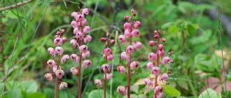 Medicinal properties and use in folk medicine of wintergreen roundifolia