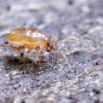 Medifox medicine reviews