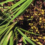 Lycoprofit composition