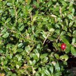 lingonberry leaf