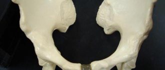 pubic symphysis