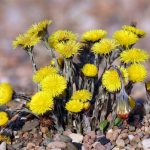 Мать-и-мачеха