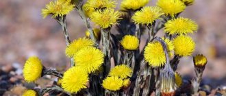Coltsfoot