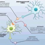 Механизм прокинетического действия домперидона (Маев И.В. и др.)