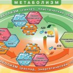 Метаболизм