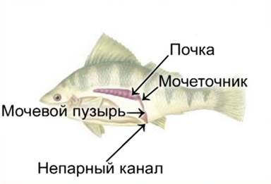 Почки у рыб. Выделительная система система рыб. Строение выделительной системы рыб. Мочевыделительная система пресноводных рыб. Почки рыб.