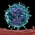 Monocyte in the blood