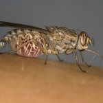 Tsetse fly
