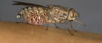 Tsetse fly