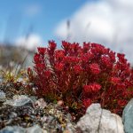 Настойка красной щетки