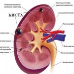 renal formations