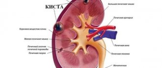 renal formations