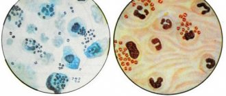 Definition of bacteria