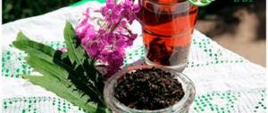 drink Ivan tea