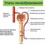 Первичная урина образование
