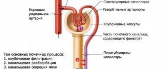 Первичная урина образование